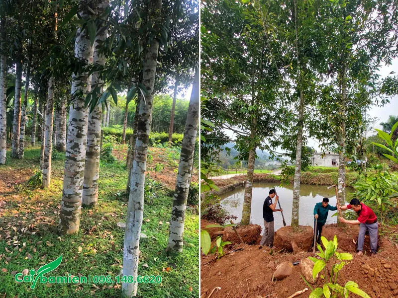 Đánh bầu cây Kim Giao lâu năm đường kính gốc 20cm