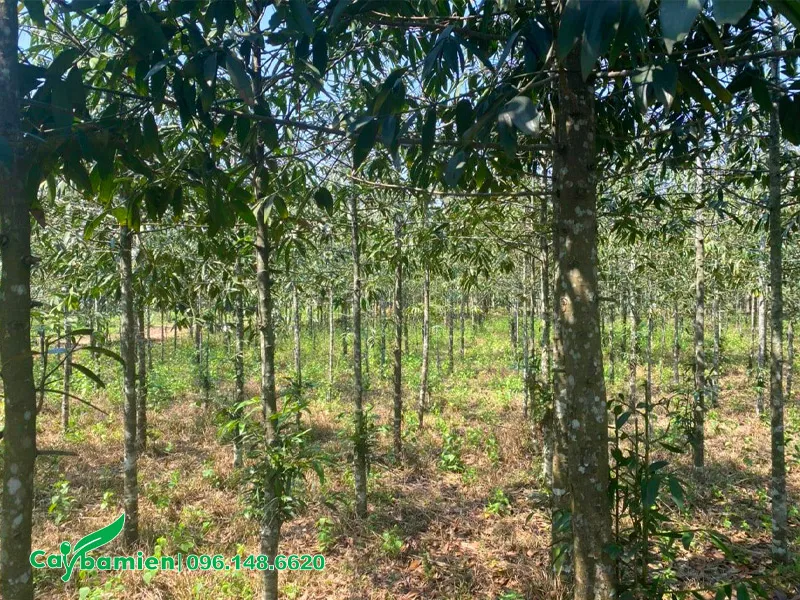 Rừng cây Kim Giao công trình đường kính gốc 15 - 18cm