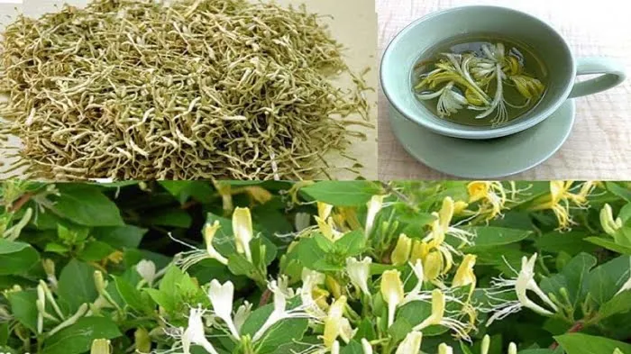 Hoa kim ngân trong sức khỏe