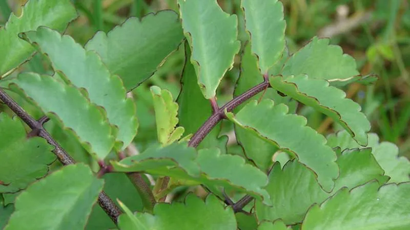 Cách trồng cây sống đời đơn giản tại nhà