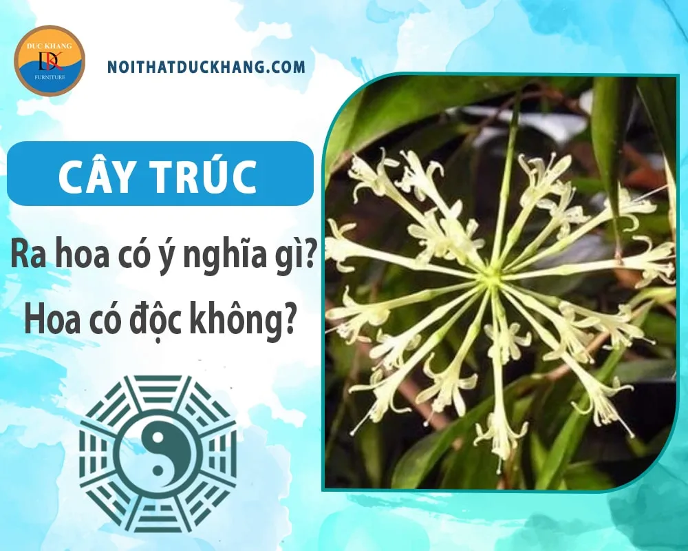 Hiện tượng cây trúc ra hoa thường mang đến nhiều cảm xúc trái chiều cho người trồng