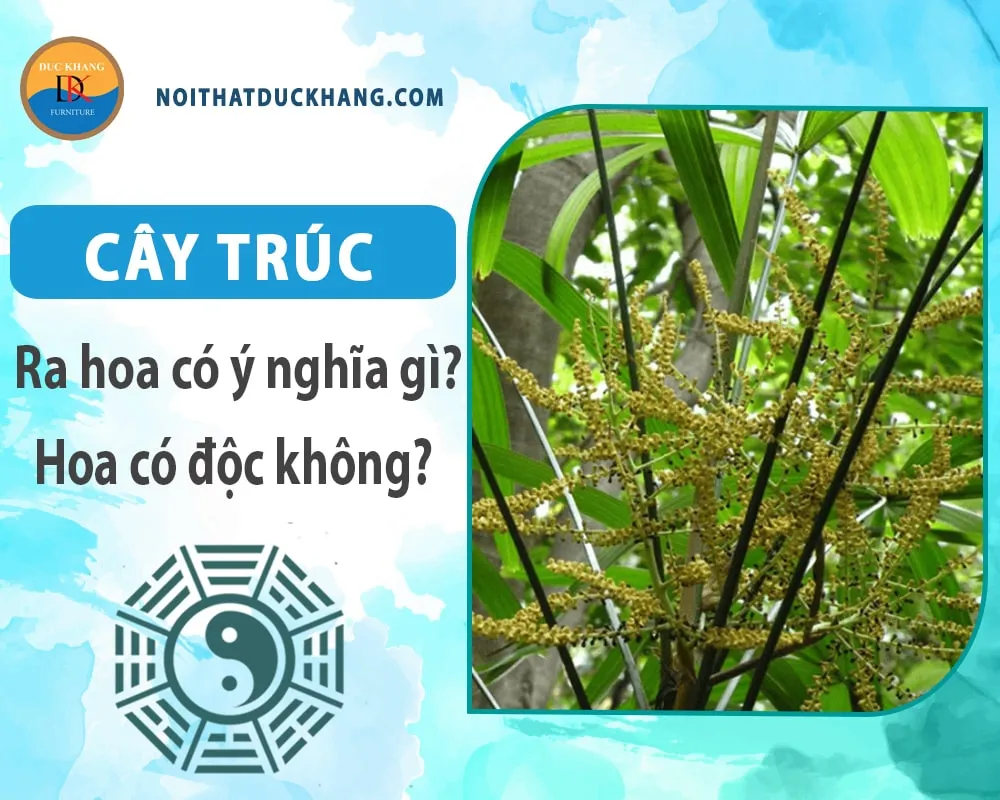 Bố trí cây trúc hợp phong thủy giúp gia tăng tài lộc và sự bình an cho mọi thành viên