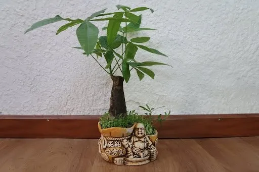 Trồng cây kim ngân đúng kỹ thuật giúp cây phát triển bền vững