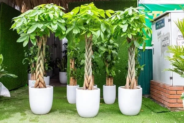 Cây kim ngân với thân thắt bím độc đáo tượng trưng cho sự vững chãi