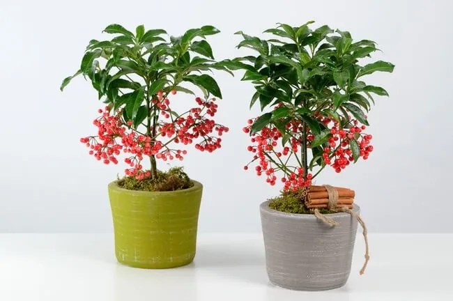 Lá cây kim ngân xanh tốt là biểu hiện của một phong thủy thịnh vượng