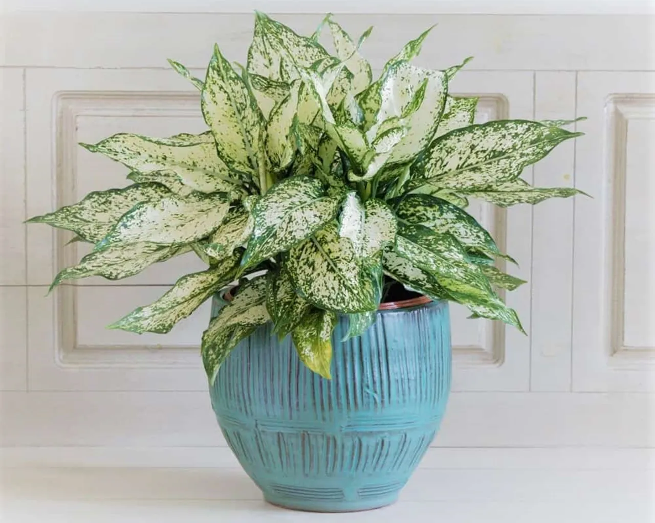 Cây Ngọc Ngân với màu lá đặc biệt mang lại sự thanh tao và gắn kết tình cảm