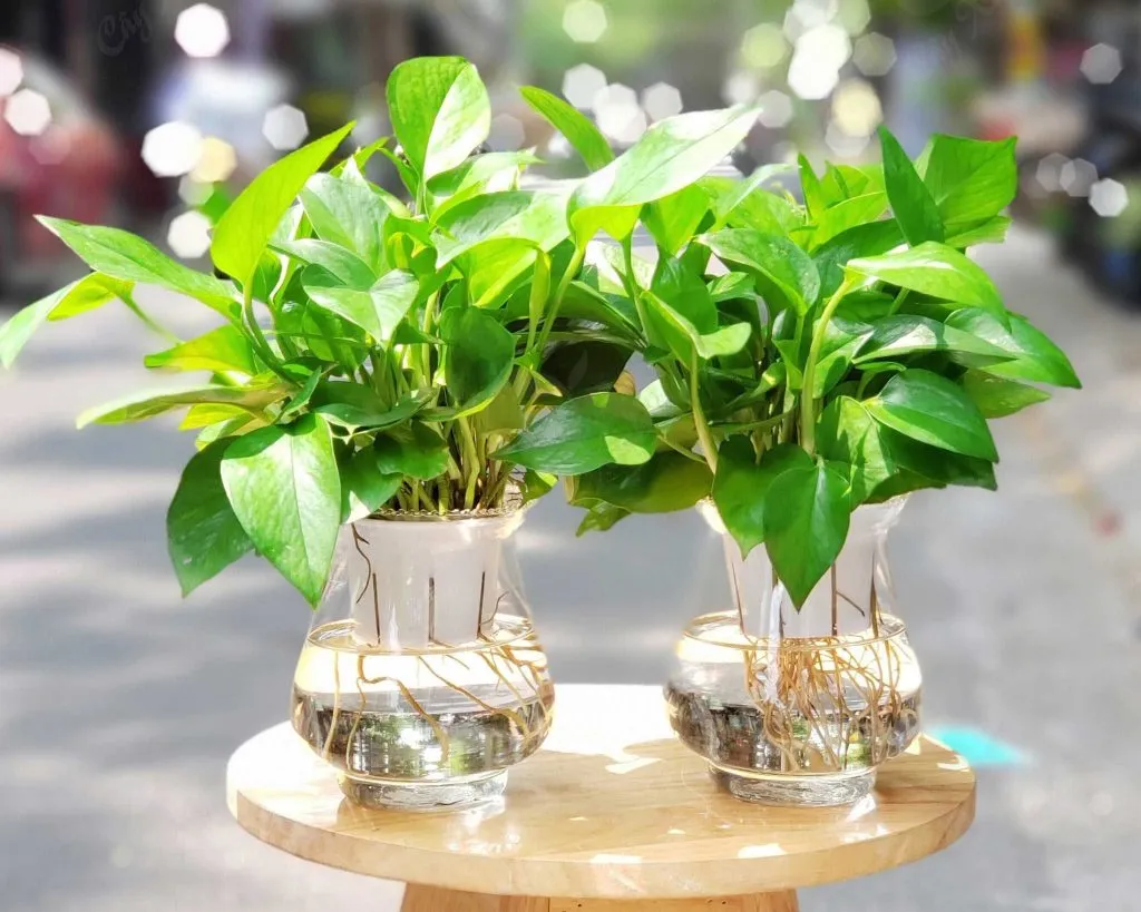 Vạn Niên Thanh xanh tốt quanh năm mang lại sự bình an và trường thọ cho gia chủ