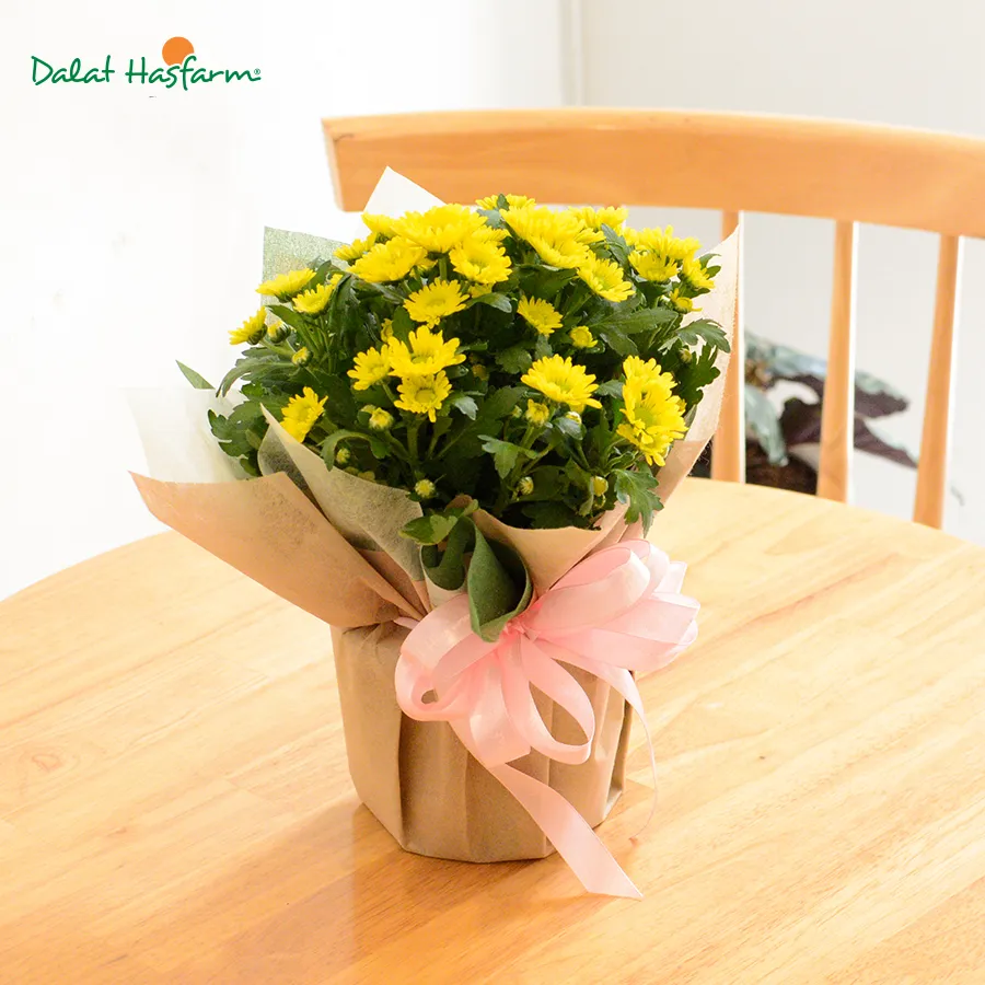 Hoa cúc vàng ý nghĩa làm quà tặng đầy yêu thương