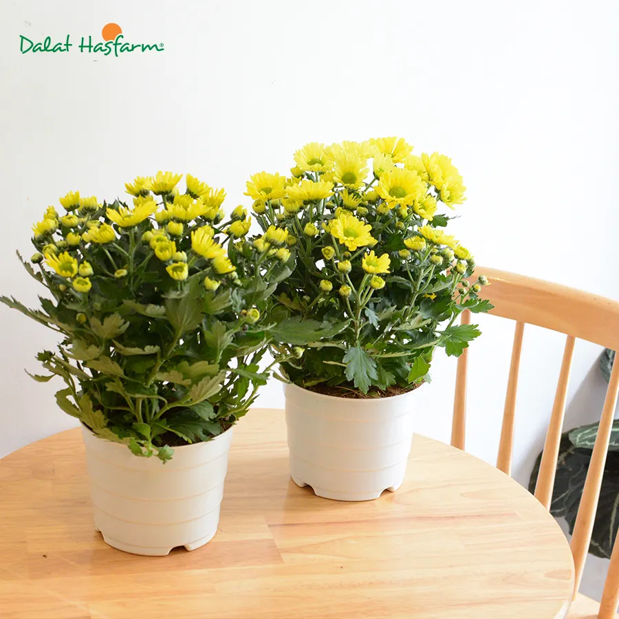 Chậu hoa cúc vàng ý nghĩa trang trí không gian sống