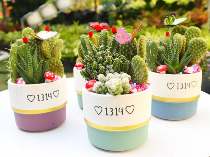 Chậu xương rồng quà tặng