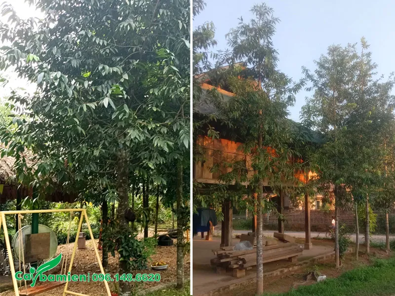 Cây Kim Giao thử độc trồng quanh nhà để lấy dược liệu