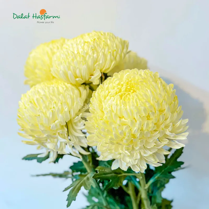 Cúc mẫu đơn vàng mang lại vẻ đẹp quyền quý và sang trọng