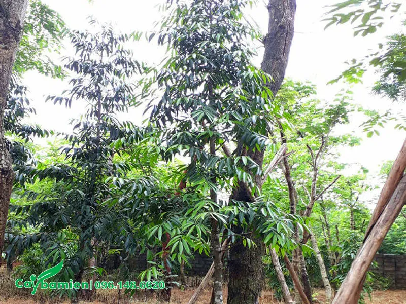 Cây Kim Giao có lá xanh quanh năm