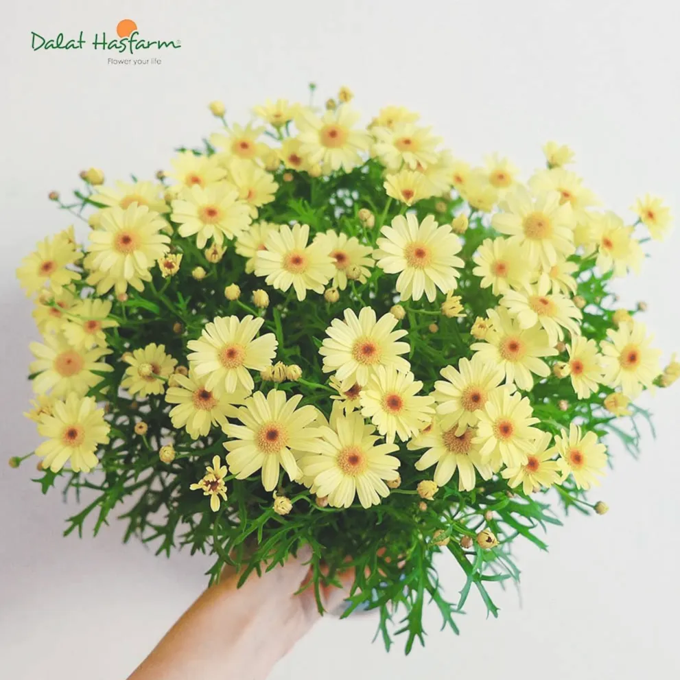 Cúc họa mi vàng mang vẻ đẹp dịu dàng và tinh khôi