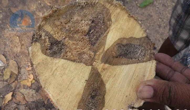 Cây dó và quá trình hình thành trầm hương