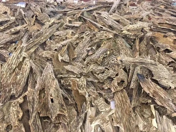 Nguồn gốc cây dó ảnh hưởng đến giá trầm hương