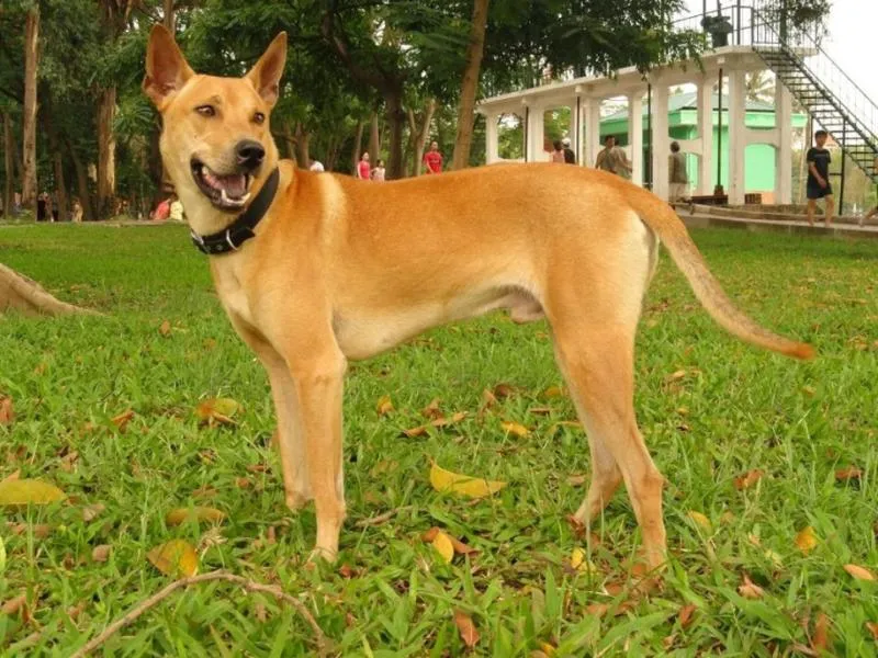 Giải Mã Giấc Mơ Thấy Chó Vàng: Điềm Báo Tài Lộc và Số Đề May Mắn 3 giai-ma-cac-giac-mo-ve-hinh-anh-cho-vang