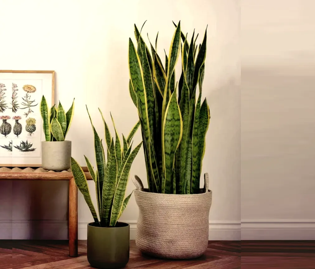 Cây lưỡi hổ với lá thẳng đứng, xanh mướt, mang lại sinh khí và may mắn khi đặt trong phòng khách hoặc văn phòng.