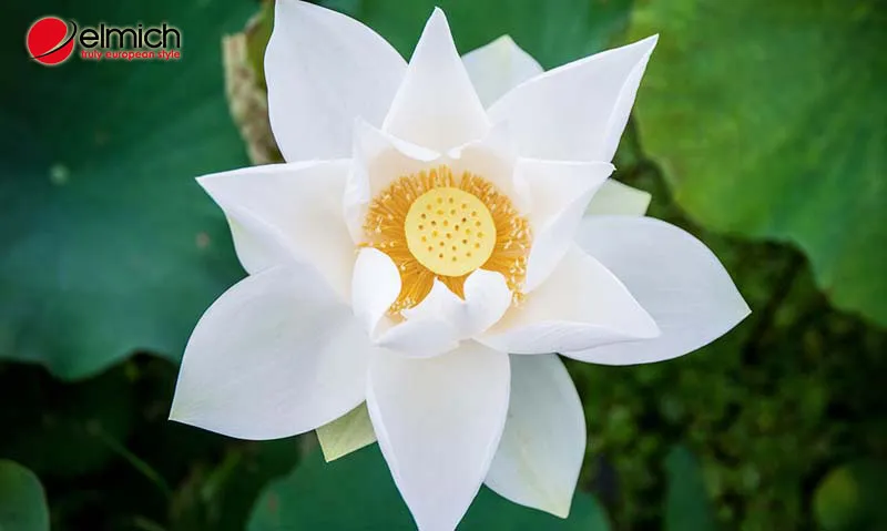 Hình 2: Ý nghĩa của hoa sen trắng trong tình yêu, tôn giáo, và phòng thuỷ