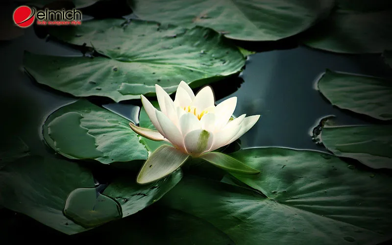 Hình 3: Hoa sen giúp cân bằng và thu hút năng lượng dương tạo nên cảm giác năng động, tích cực.