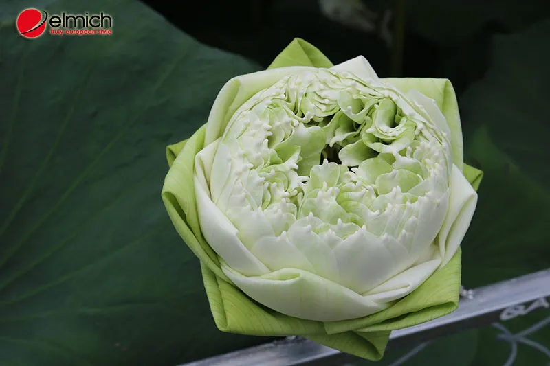 Hình 4: Giống sen Quan Âm trắng với vẻ đẹp trang nhã thường được dâng lên cửa phật