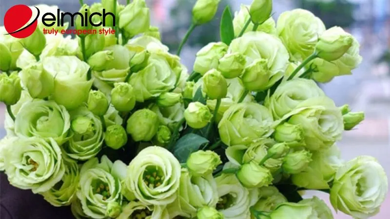 Mỗi màu sắc của hoa đều mang một thông điệp riêng