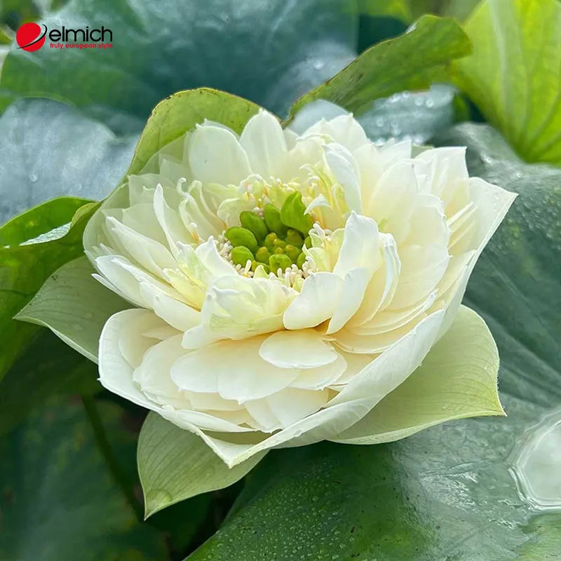 Hình 5: Sen Peony với nhiều cánh hoa trắng tinh khôi và hài hoà