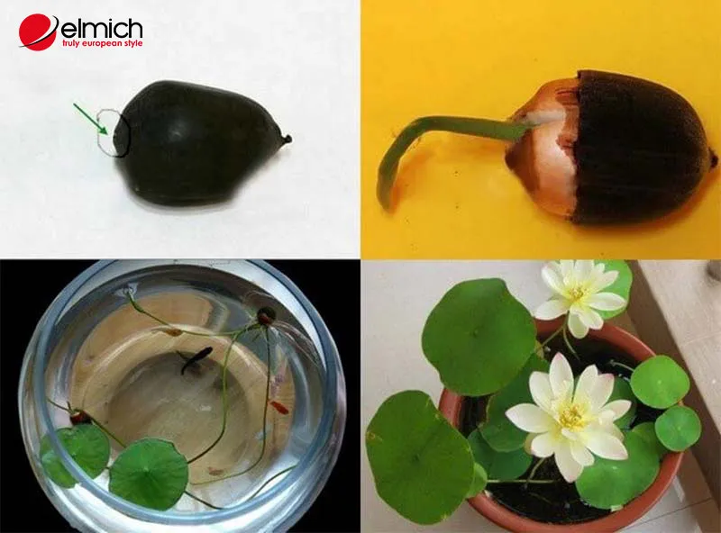 Hình 7: Sen trắng rất dễ nuôi trồng và chăm sóc tại nhà