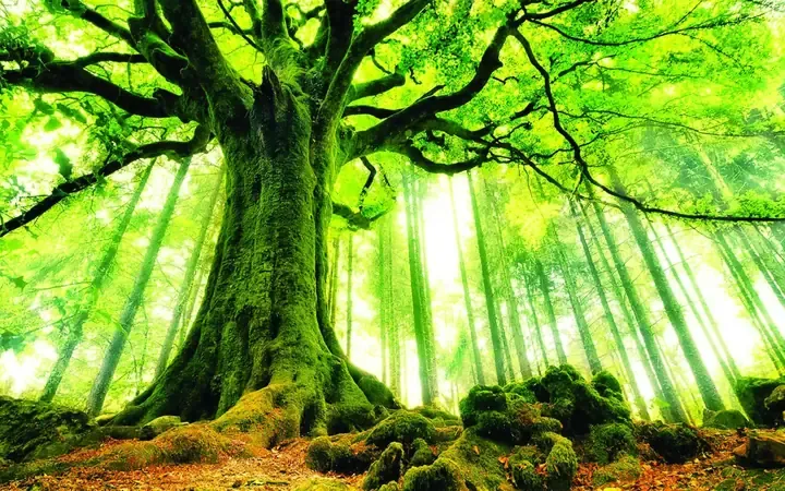 Hình Ảnh Phong Thủy Mệnh Mộc: Gợi Ý 7+ Biểu Tượng Chiêu Tài, Hút Lộc Chuẩn Nhất