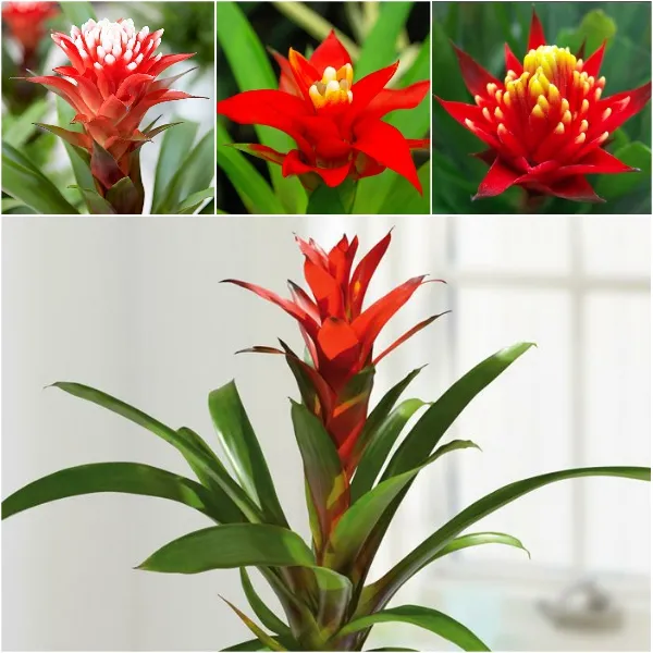 Phong Lộc Hoa với sắc đỏ rực rỡ như ngọn lửa mang lại sự may mắn và vượng khí