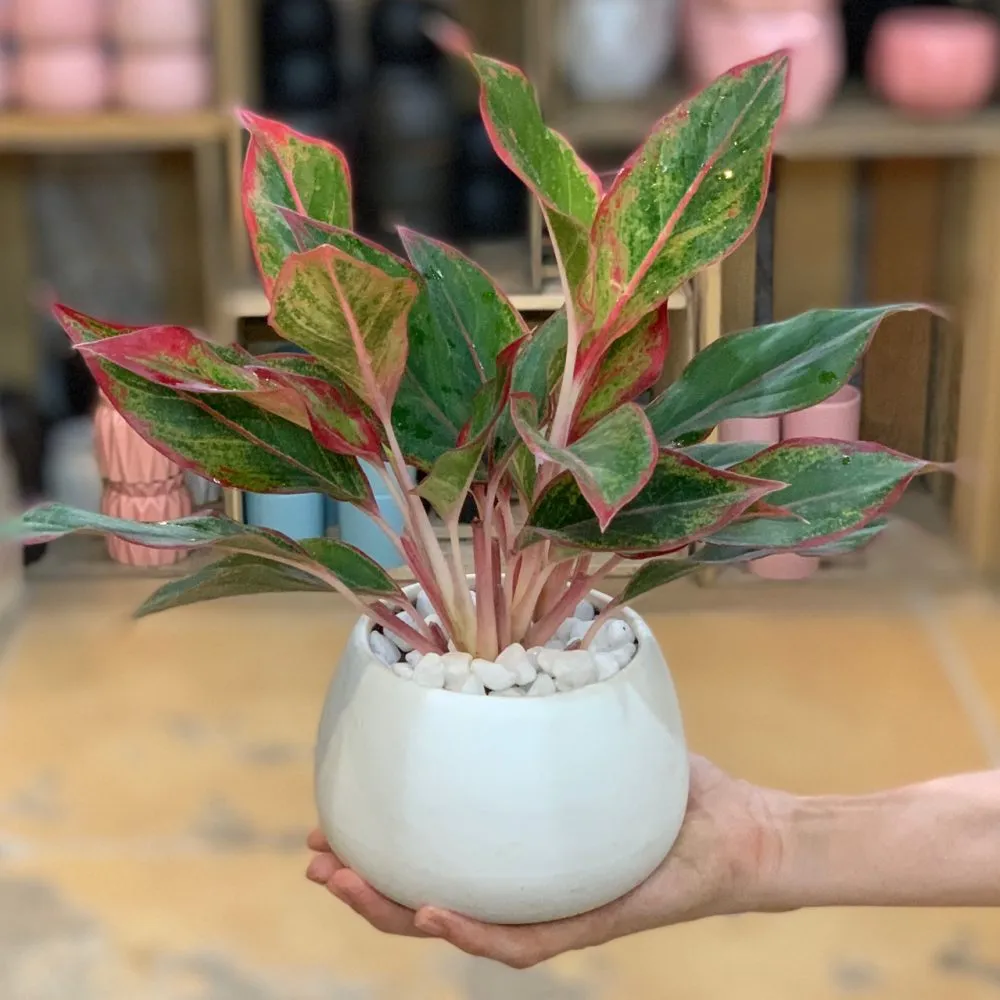 Cây Phú Quý với sắc lá đỏ viền xanh mang lại sự giàu sang và đẳng cấp cho không gian