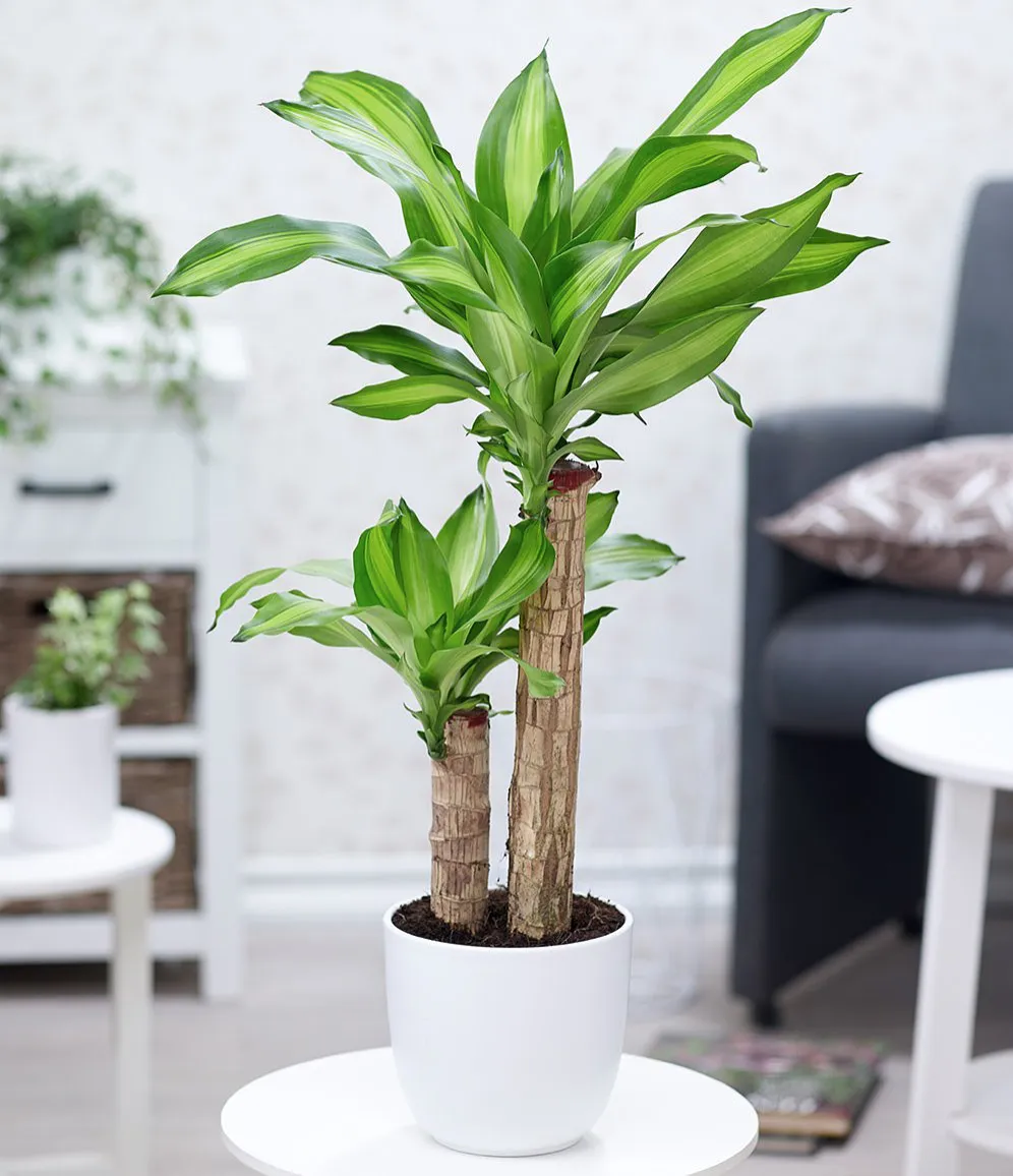 Cây Phát Tài với sức sống mãnh liệt là lời chúc cho sự thăng tiến và thành đạt