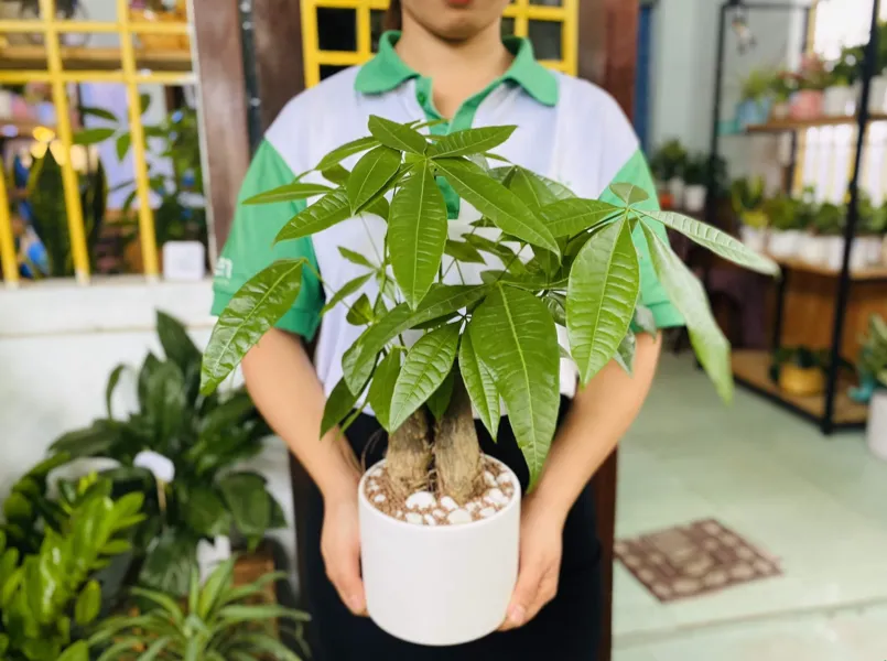 Cây Kim Ngân với thân bím tóc độc lạ giúp cân bằng ngũ hành và giữ gìn tài sản