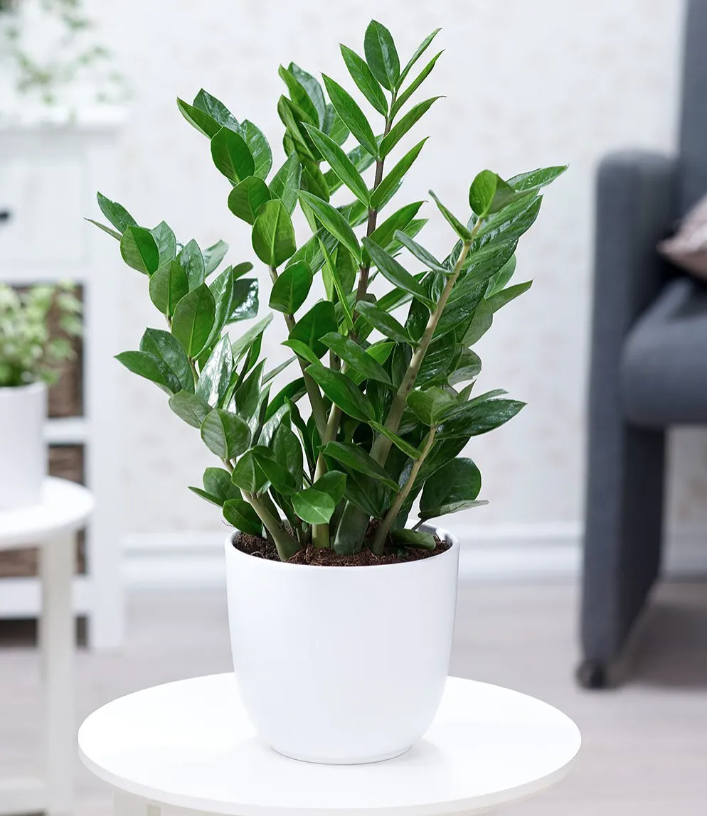 Chậu cây Kim Tiền xanh mướt là biểu tượng kinh điển của sự giàu sang phú quý