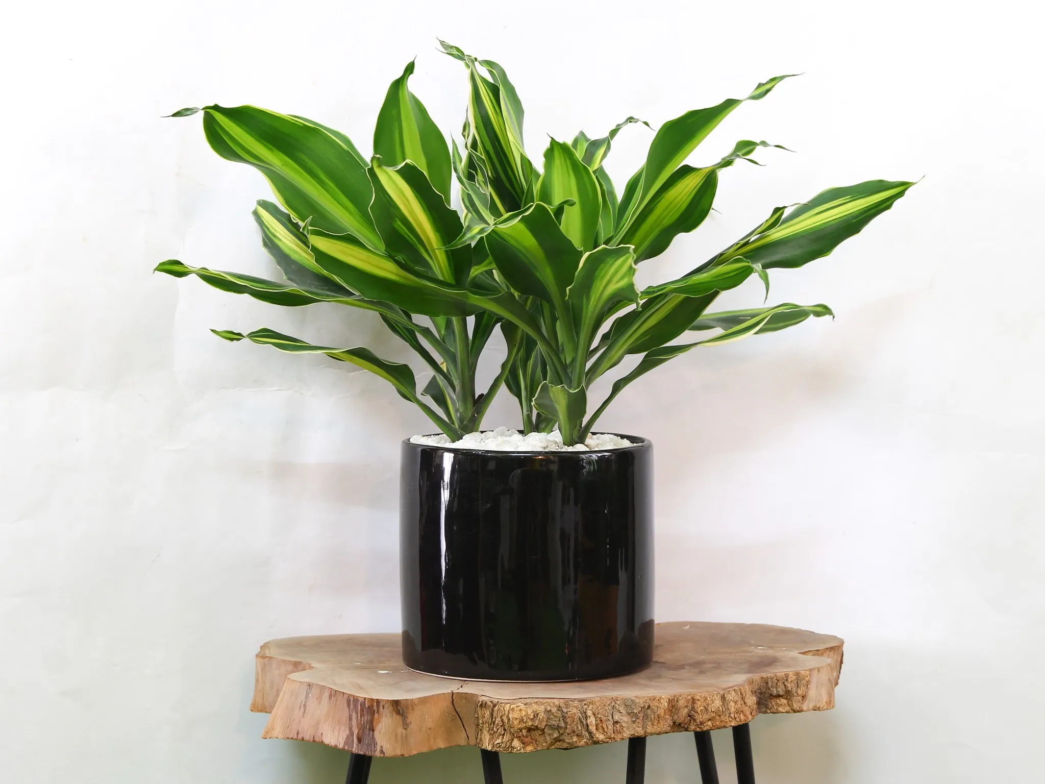 Cây Thiết Mộc Lan thường được dùng để trang trí không gian phòng khách rộng lớn