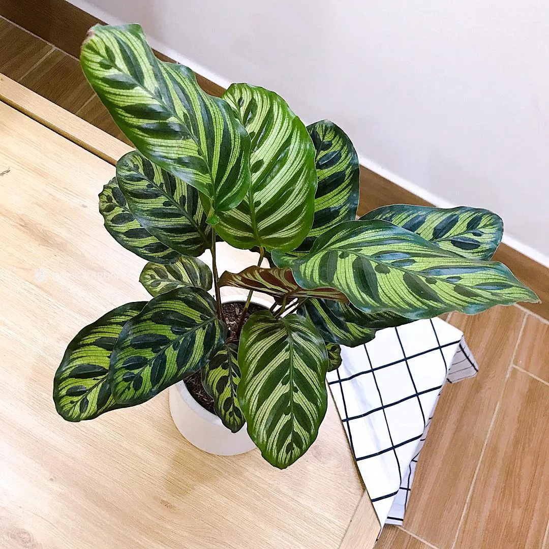 Lá cây Đuôi Công với những đường nét hoa văn tinh tế mang lại vẻ đẹp đầy nghệ thuật