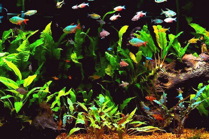 ho ca canh cong dong