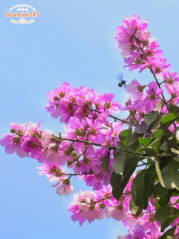 Hoa Bằng Lăng Có Ý Nghĩa Gì | Vẻ Đẹp Thủy Chung Và Sâu Sắc 5 Hoa Bằng Lăng Có Ý Nghĩa Gì | Vẻ Đẹp Thủy Chung Và Sâu Sắc