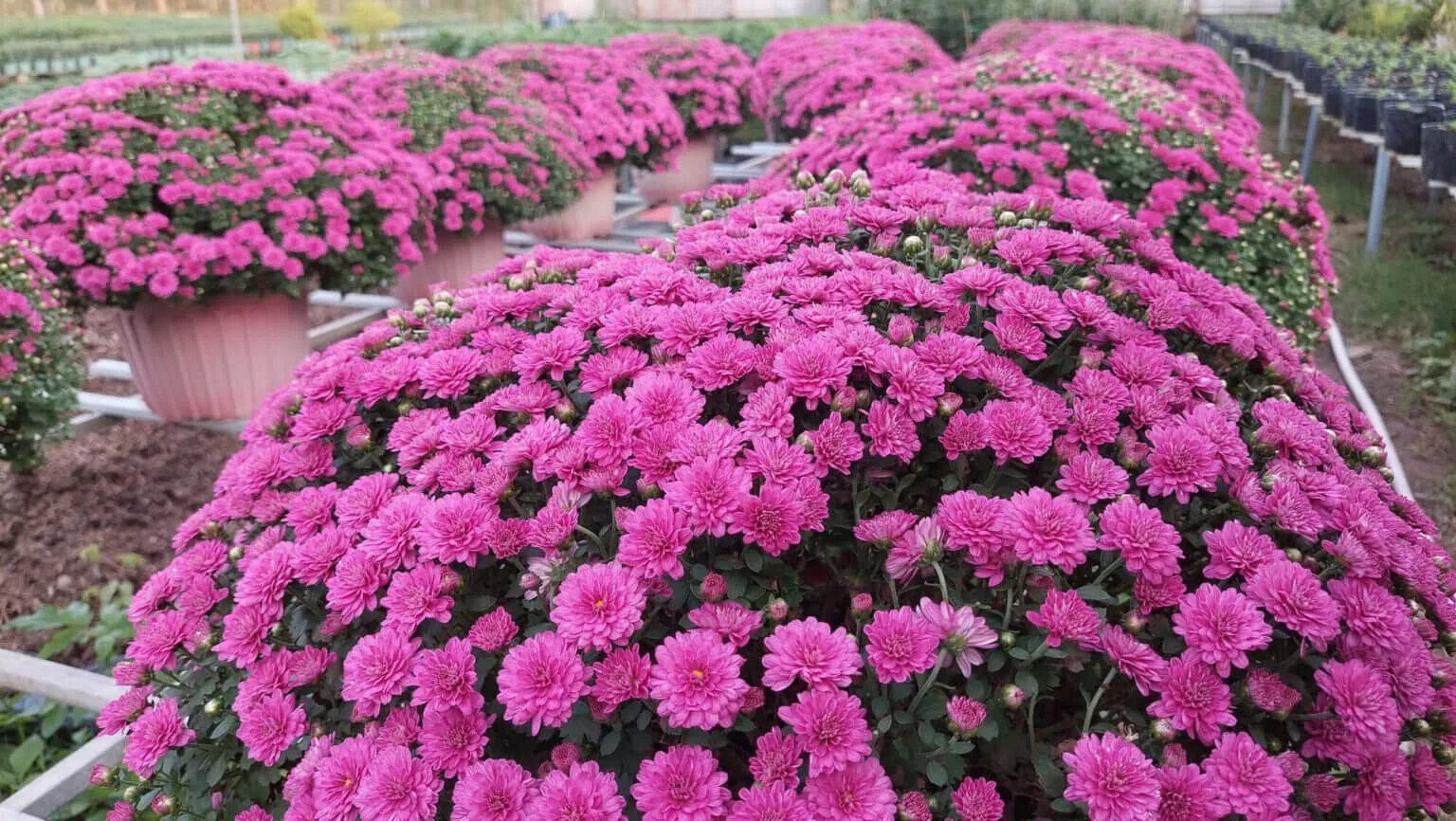 Vẻ đẹp huyền bí và quý phái của hoa cúc mâm xôi tím