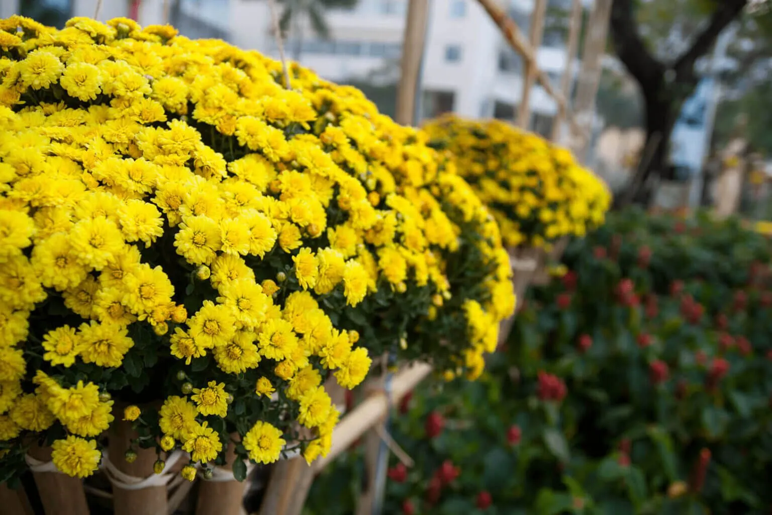 Sắc vàng rực rỡ của hoa cúc mâm xôi mang lại tài lộc cho gia đình