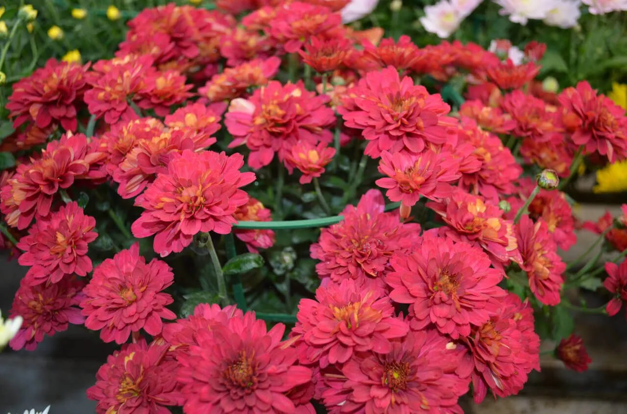 Hoa cúc mâm xôi đỏ tượng trưng cho sự may mắn và đam mê