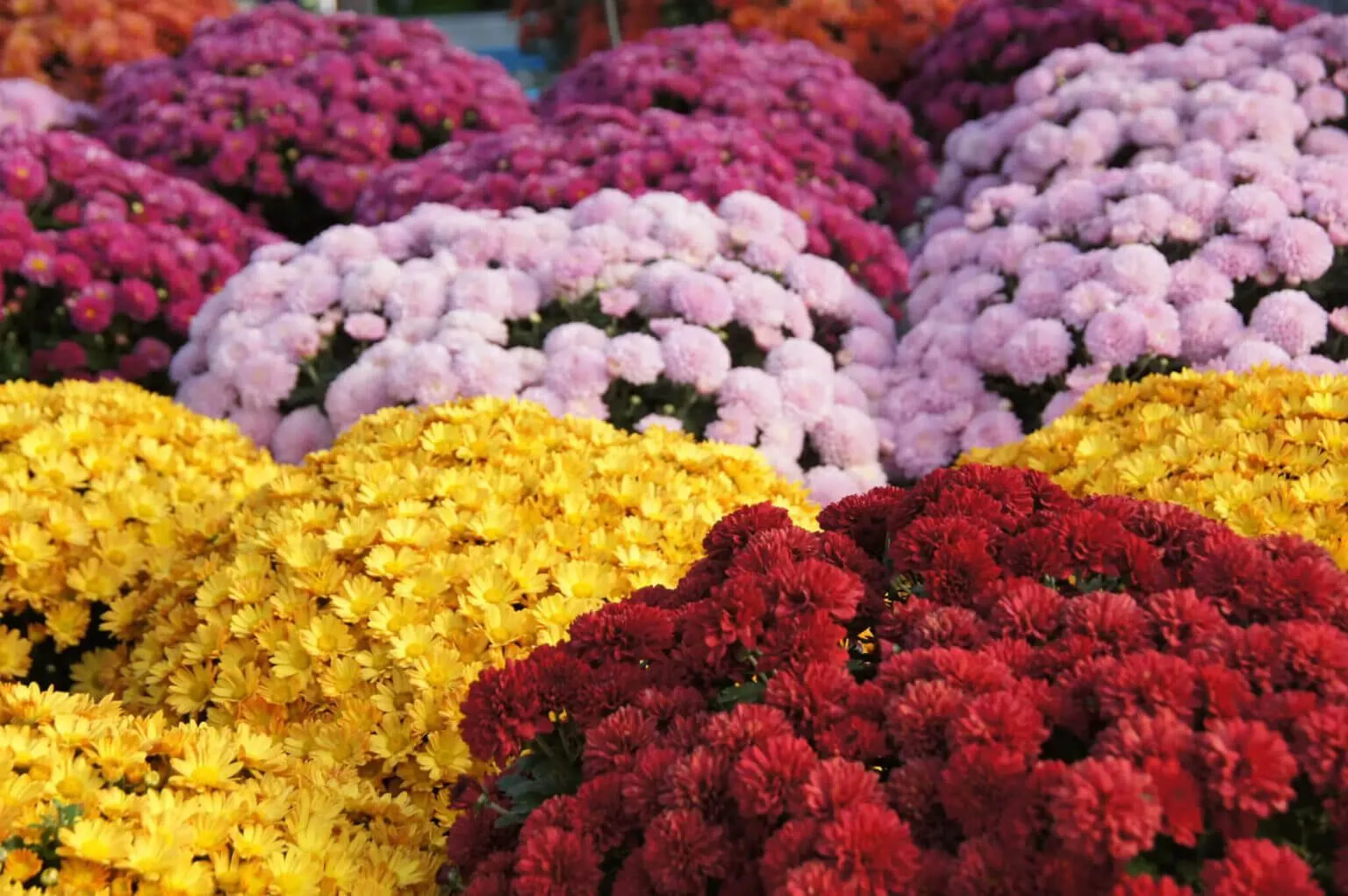 Hoa cúc mâm xôi đẹp rực rỡ khoe sắc dưới ánh nắng mặt trời