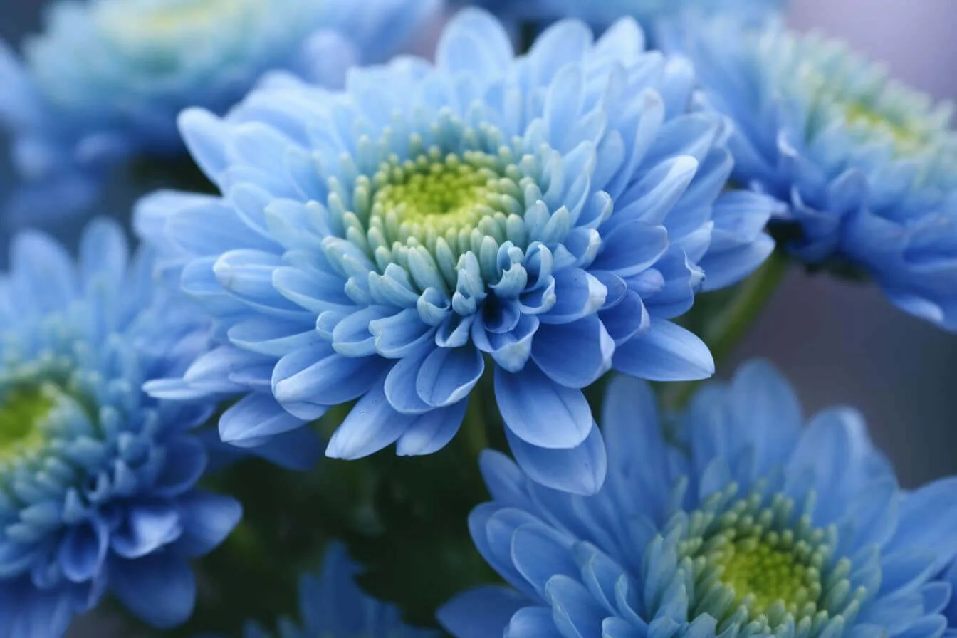 Hoa cúc mâm xôi xanh dương là màu sắc hiếm và đầy ấn tượng
