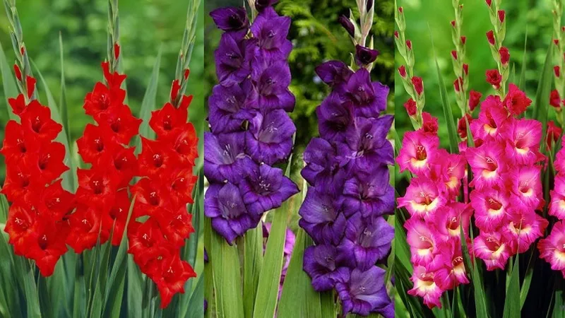 Mua hoa lay ơn ở đâu? Giá bao nhiêu?