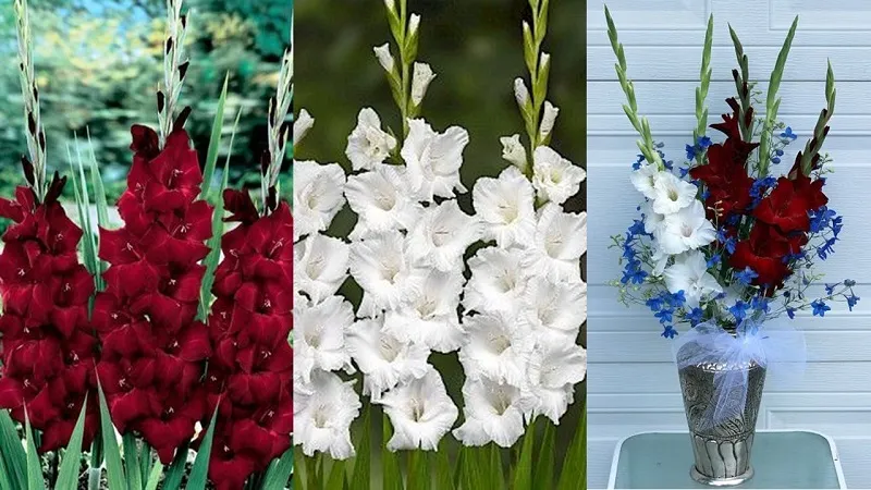 Kết hợp hài hòa giữa màu trắng cao sang và màu đỏ đầy đam mê nhiệt huyết