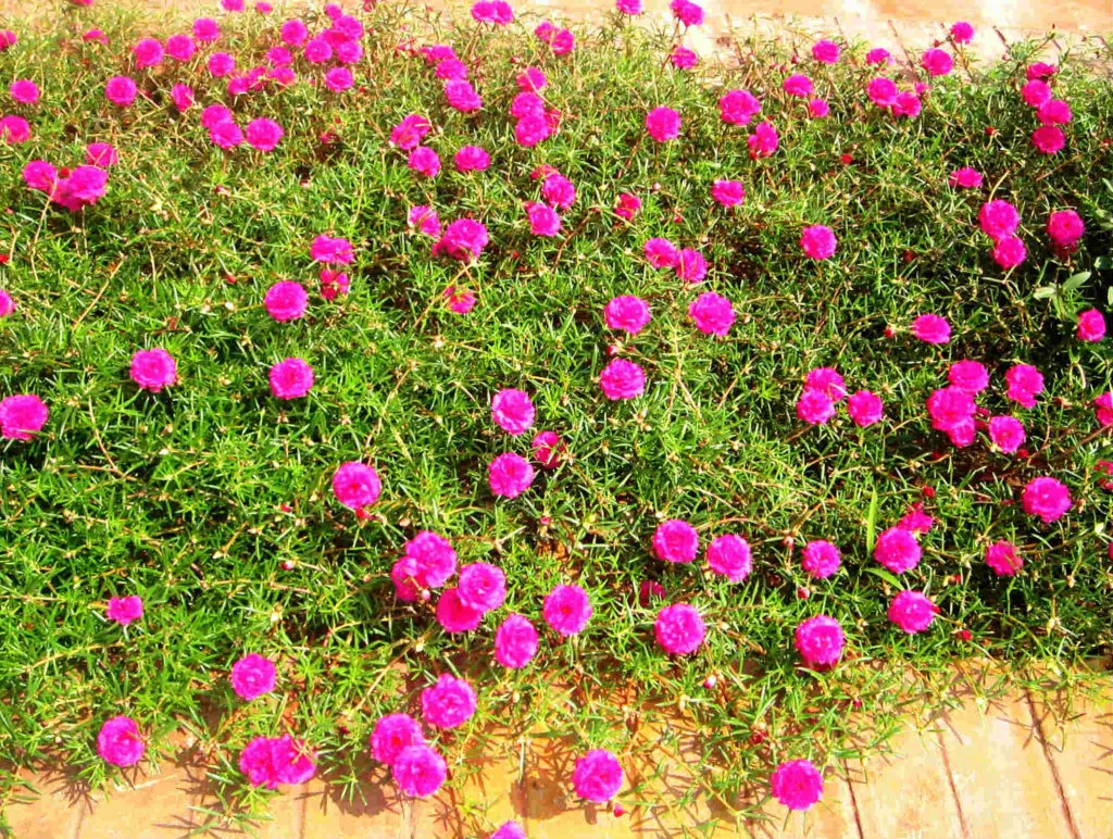 Ý Nghĩa Của Hoa Mười Giờ | Vẻ Đẹp Thủy Chung Và Nghị Lực 4 Vẻ đẹp rực rỡ của bông hoa mười giờ màu hồng trong nắng sớm