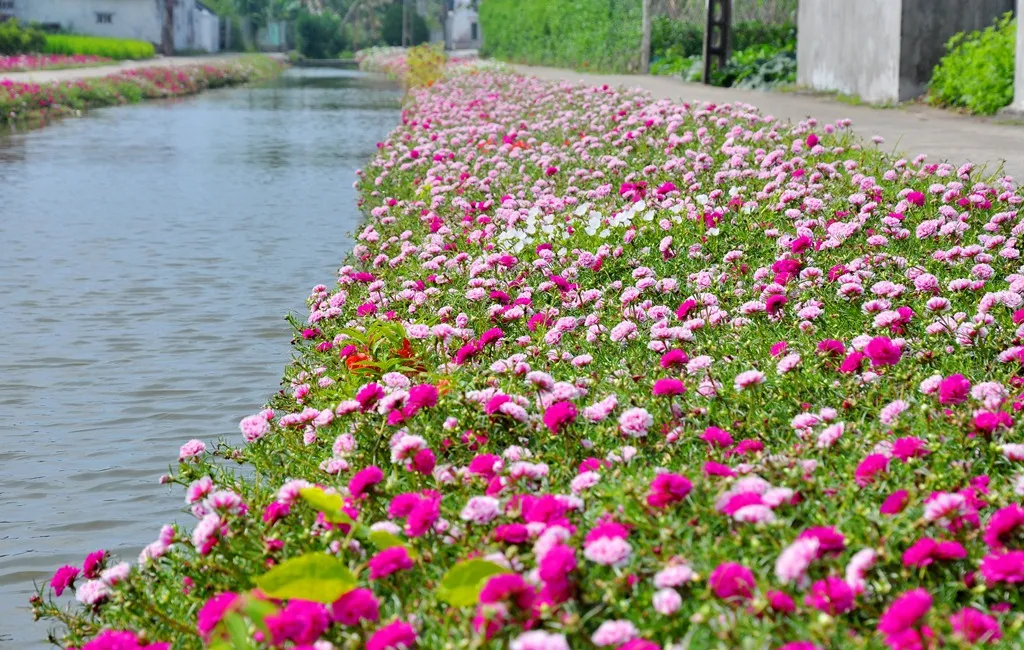 Hoa mười giờ là biểu tượng cho tình cảm gắn bó và lòng thủy chung