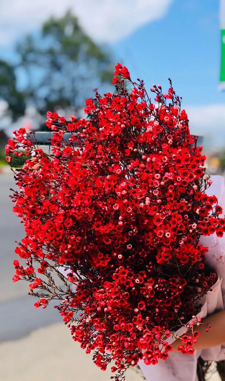 Hoa Thanh Liễu Màu Đỏ