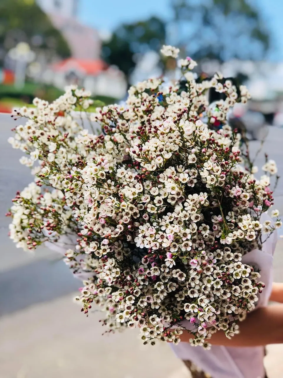 Hoa Thanh Liễu Màu Trắng