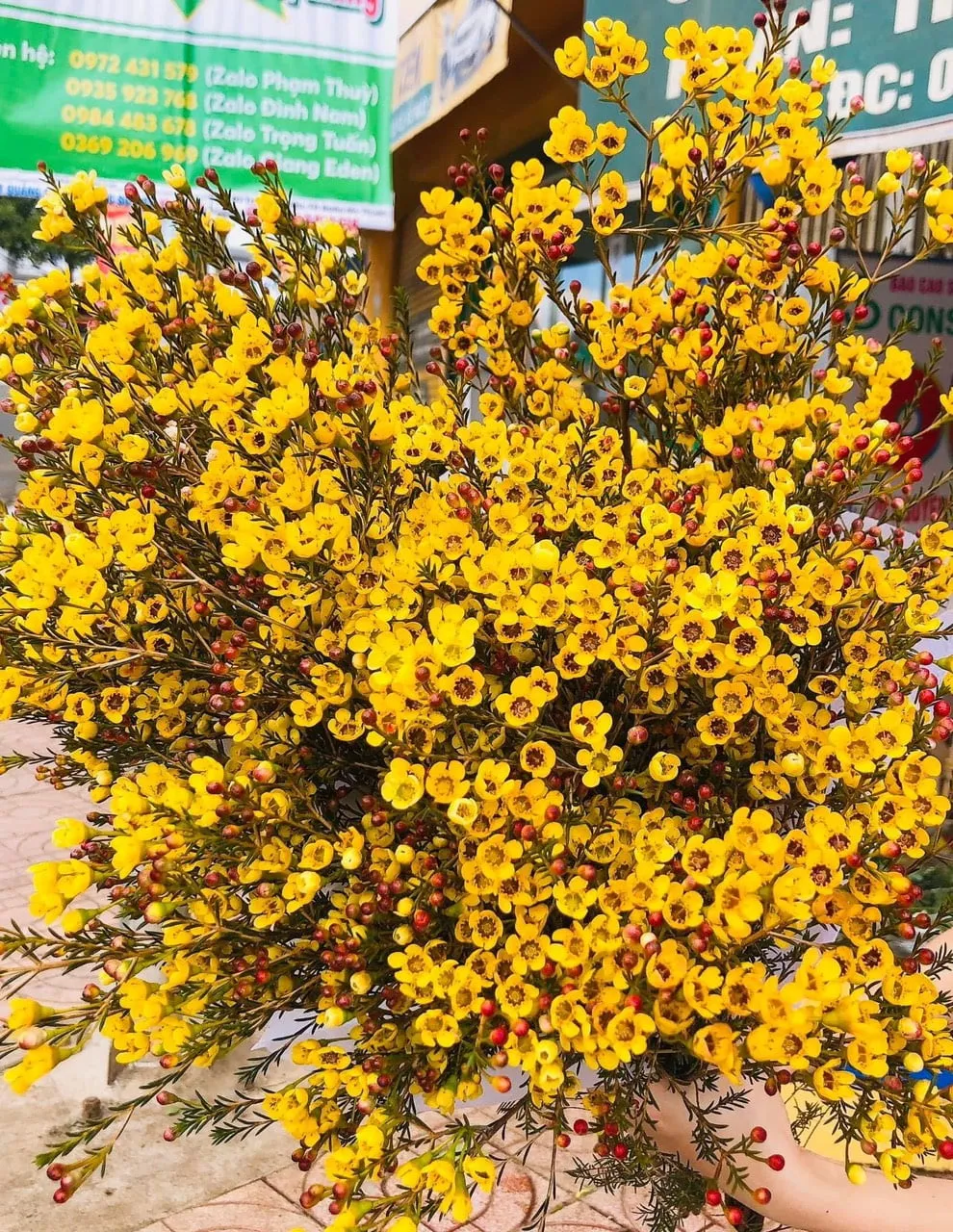 Hoa Thanh Liễu Màu Vàng